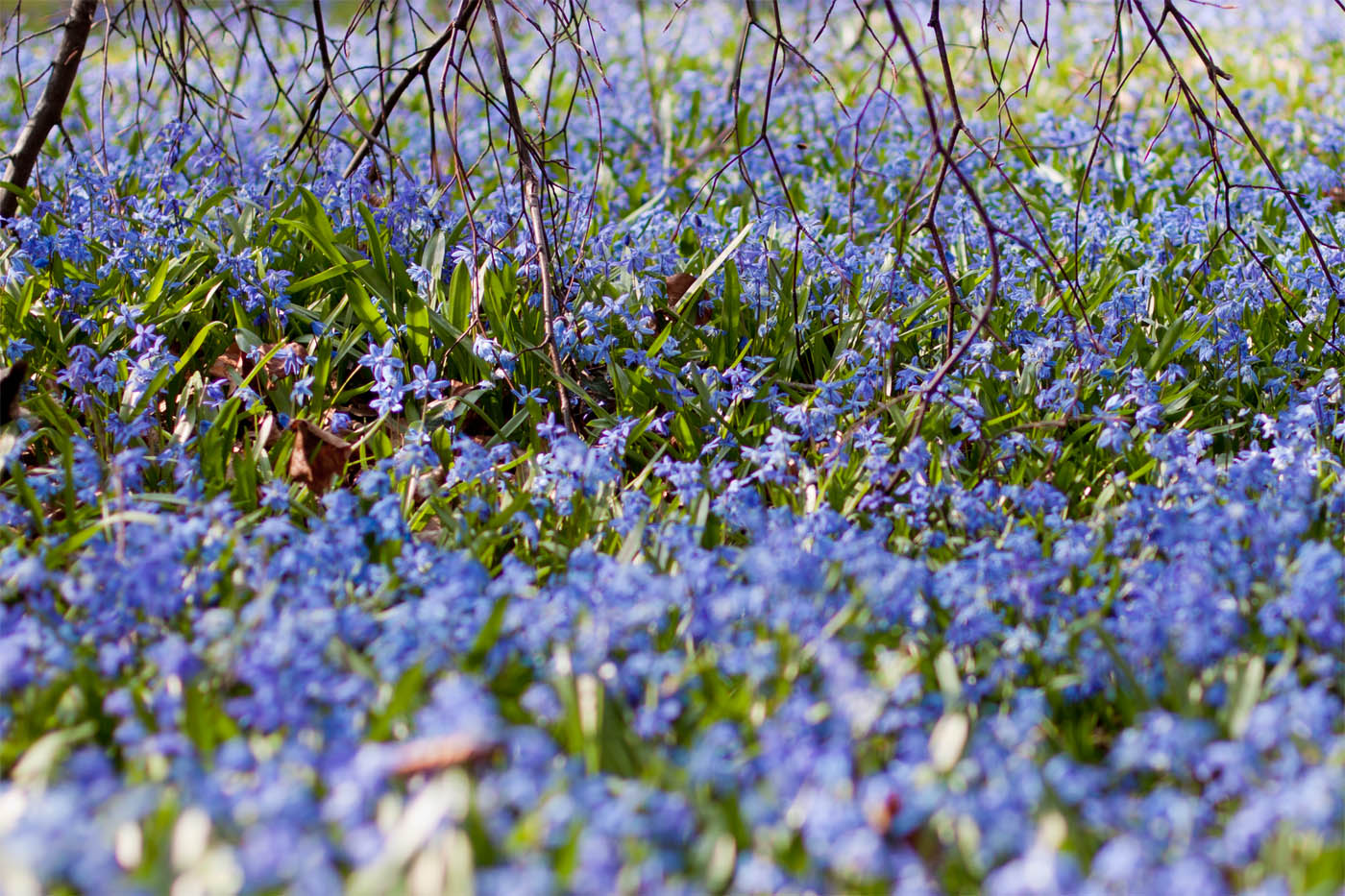 outfit-blue-flower-fields-05
