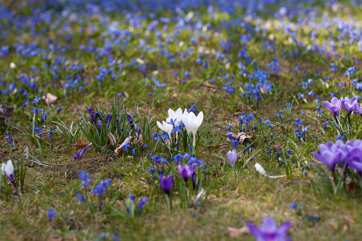 outfit-blue-flower-fields-06
