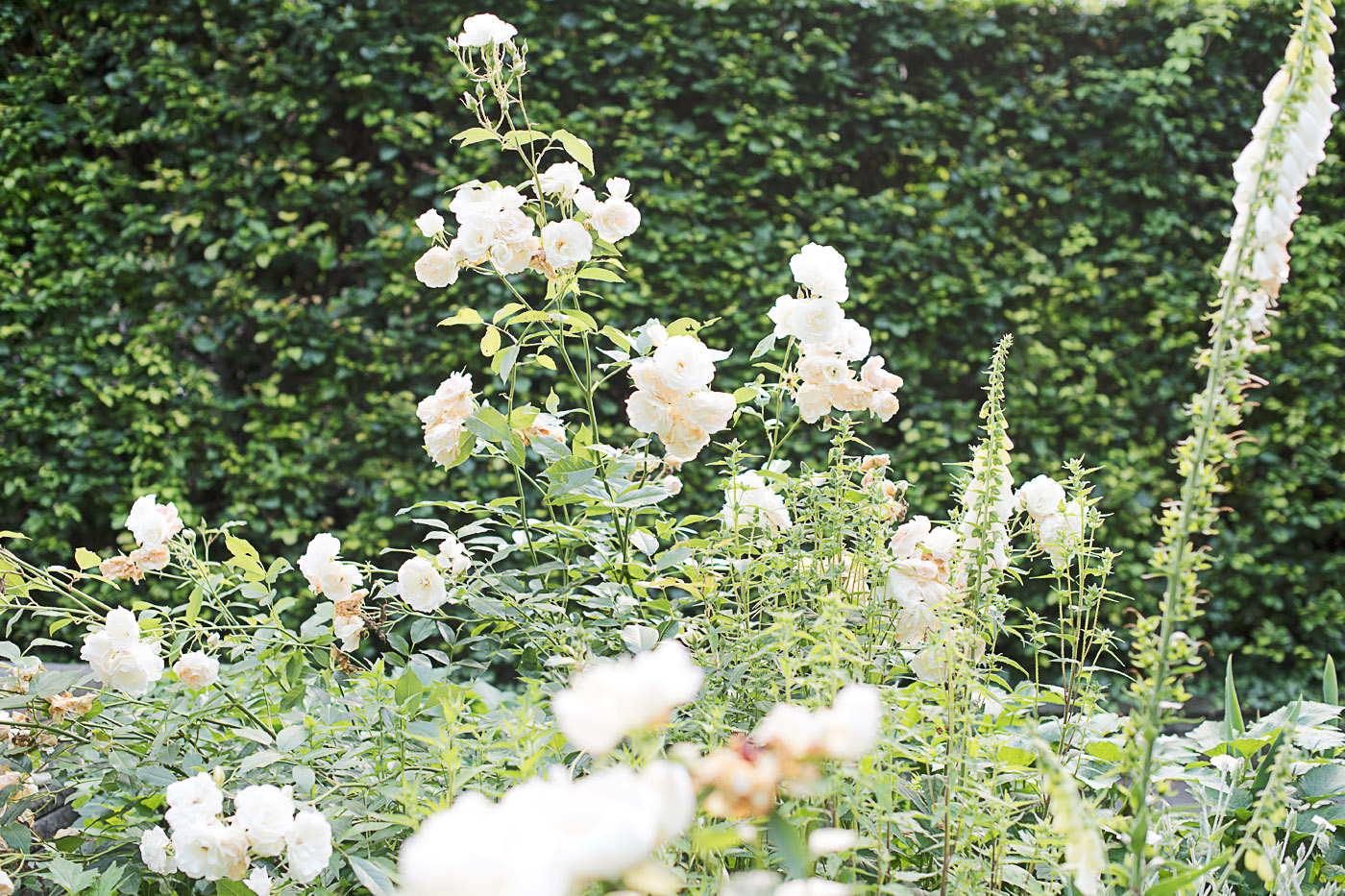 Weiße Rosen im zoologischen Garten Stadt Karlsruhe