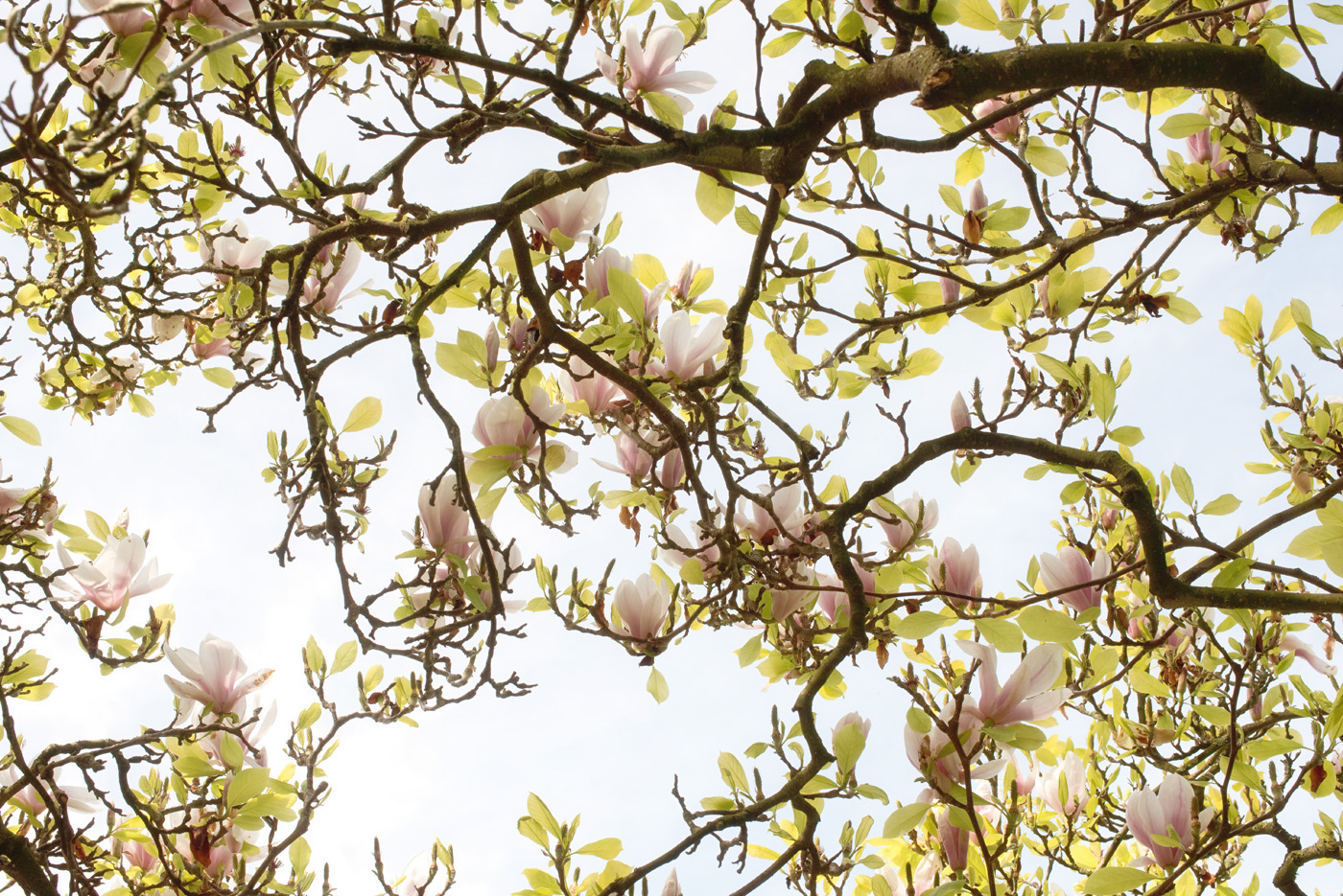 magnolienbaum-botanischer-garten-karlsruhe