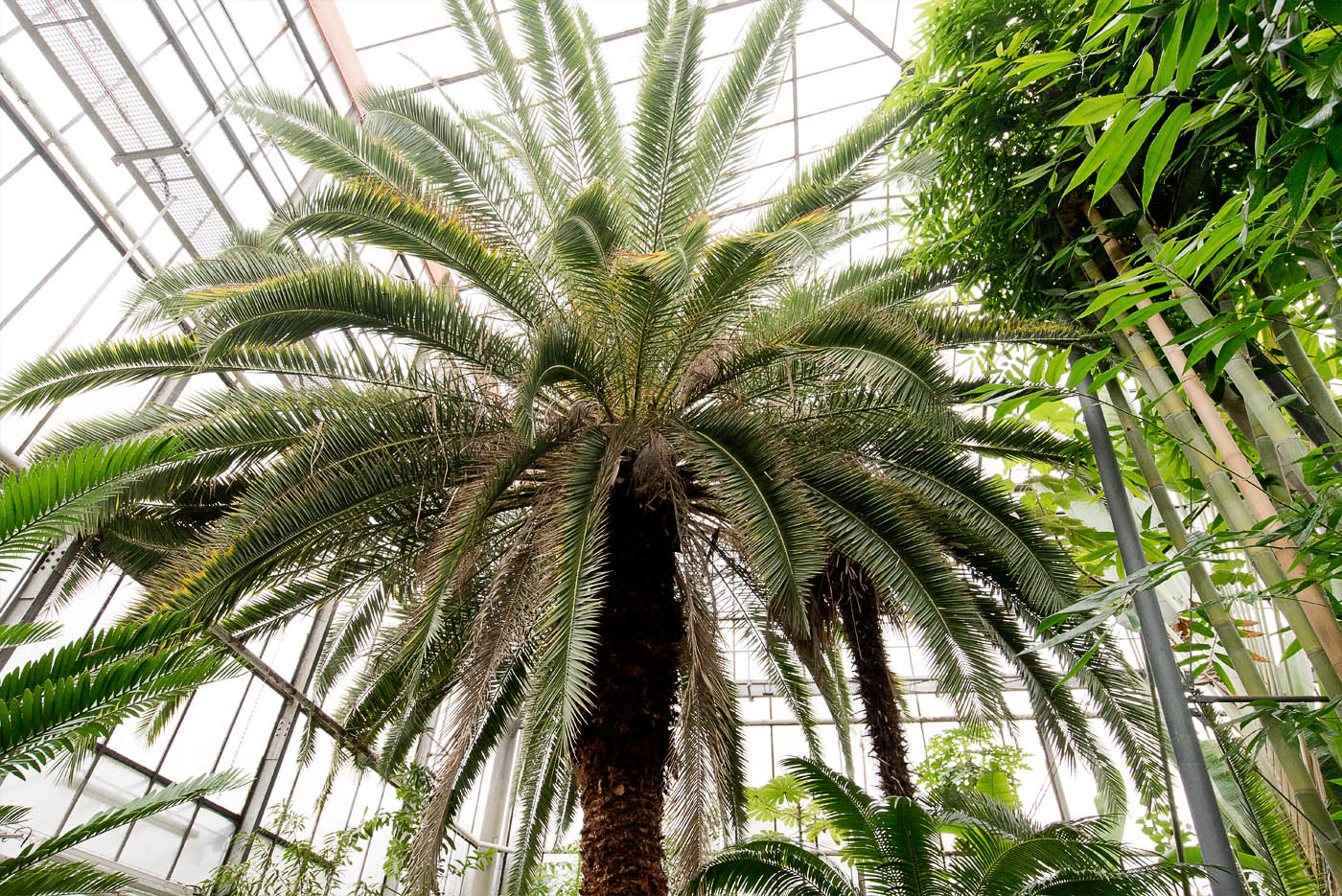 palmenhaus-botanischer-garten-kit-karlsruhe-