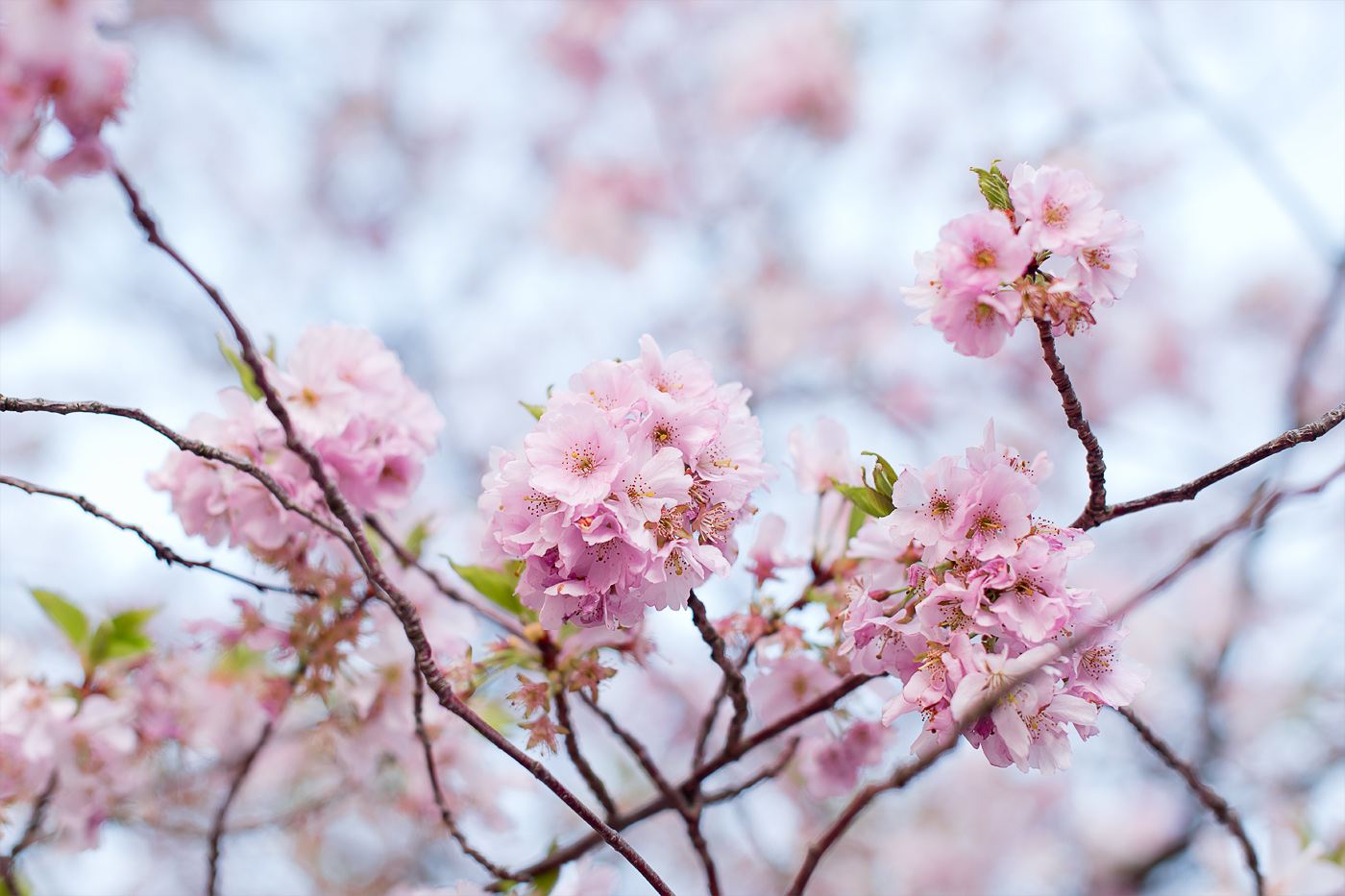 cherry-blossoms-kirsch-blueten-japanische-kirsche-fashionblog
