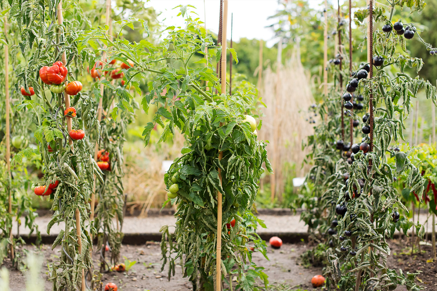 außenanlagen-botanischer-garten-kit-tomatensorten-fashionblog